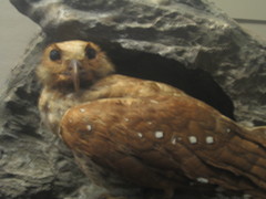 Oilbird